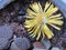 Yellow lithops flower close up