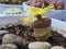 Yellow lithops flower close up