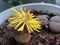 Yellow lithops flower close up