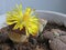 Yellow lithops flower close up