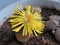 Yellow lithops flower close up