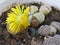 Yellow lithops flower close up