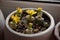 Yellow lithops flowers in a white flower pot on the windowsill