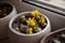 Yellow lithops flowers in a white flower pot on the windowsill