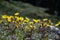 Yellow lithops (stone plants)