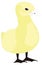 yellow little baby duck chicken stand bird vector illustration transparent background