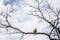 Yellow and little bird Yellow bird `Patagonian cometocino`