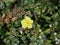 A yellow little cinquefoil shrub flower sprouted through juniper branches with sharp needles.