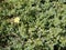 A yellow little cinquefoil shrub flower sprouted through juniper branches with sharp needles.