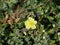 A yellow little cinquefoil shrub flower sprouted through juniper branches with sharp needles.