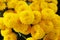 Yellow little crysanthemum. Gardening, botany, floristry, texture and flora concept - beautiful chrysanthemums flowers