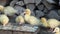 Yellow little ducklings - domestic ducks