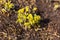 Yellow little flower wild Sedum acre as background