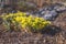 Yellow little flower wild Sedum acre as background