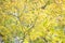 Yellow little maple background