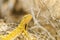 Yellow Lizard Closeup
