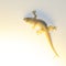 Yellow lizard on a white ceiling