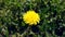 Yellow lonely dandelion growing in fresh green grass. Video of yellow dandelion close up.