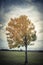 Yellow lonely Texas Cedar Elm leaves at city park in Autumn seas