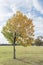 Yellow lonely Texas Cedar Elm leaves at city park in Autumn seas