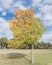 Yellow lonely Texas Cedar Elm leaves at city park in Autumn seas