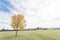 Yellow lonely Texas Cedar Elm leaves at city park in Autumn seas