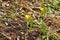 Yellow lonely vivid flower view in the Moscow garden