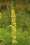 Yellow long flower on a meadow