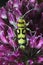 Yellow longhorn beetle, Chlorophorus varius