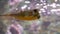 Yellow longhorn cowfish swimming under water, popular and funny aquarium pet