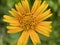 Yellow Longleaf Arnica Flower
