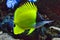 Yellow Longnose Butterfly Fish Full Body