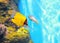Yellow Longnose Butterflyfish Forcipiger flavissimus