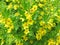 Yellow loosestrife