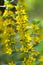 Yellow Loosestrife flower (Lysimachia vulgaris)
