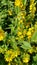 Yellow Loosestrife flower Lysimachia vulgaris and Bindweed leaves