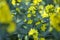 Yellow Loosestrife flowers