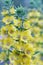 Yellow loosestrife flowers closeup in the garden