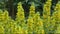 Yellow loosestrife flowers Latin Lysimachia or garden loosestrife