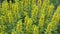 Yellow loosestrife flowers Latin Lysimachia or garden loosestrife