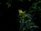 Yellow loosestrife , Lysimachia punctata, blooming