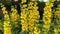 Yellow loosestrife lysimachia punctata in flower