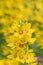 Yellow loosestrife, Lysimachia punctata, flowering in a sea of yellow