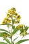 Yellow Loosestrife (Lysimachia vulgaris)