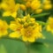 Yellow loosestrife (Lysimachia vulgaris)