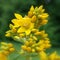 Yellow loosestrife (Lysimachia vulgaris)