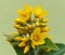 Yellow loosestrife (Lysimachia vulgaris)