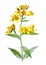 Yellow loosestrife or Lysimachia vulgaris flower. or garden loosestrife or herbaceous perennial flowering plants in the family Pri