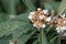 The Yellow loquat flowers on the loquat leaves bloom, and some bees collect honey on them