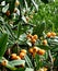 Yellow loquats hanging from the tree branches with large green leaves